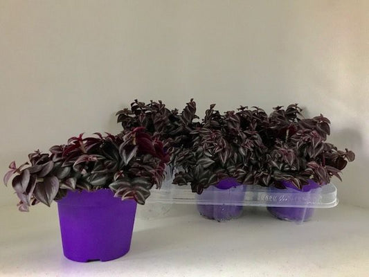 Tradescantia zebrina 12cm Pot