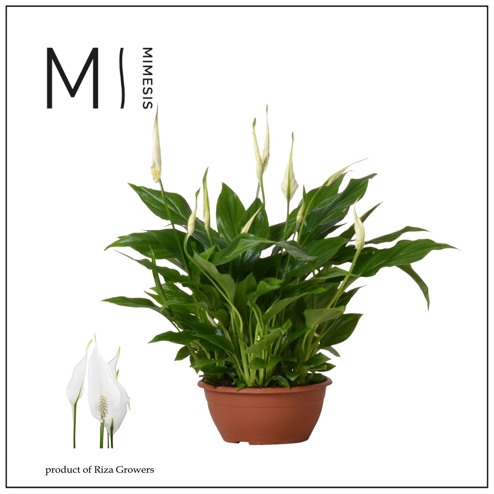Spathiphyllum Chopin 35cm 17cm Pot