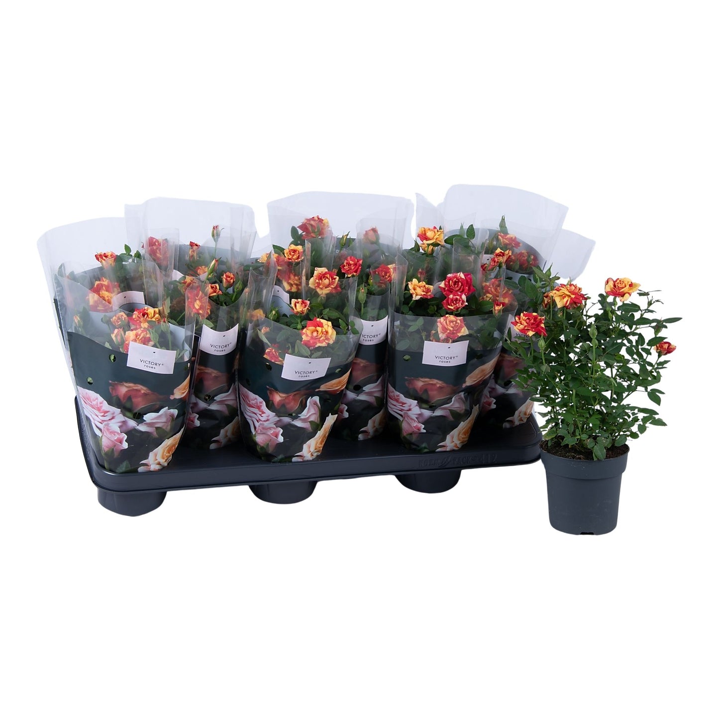 Rosa Liss 28cm 510cm Pot