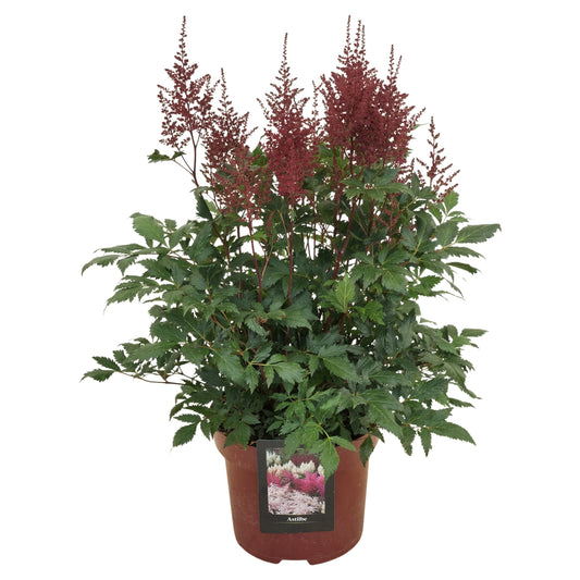 Astilbe jap. Montgomery 60cm 23cm Pot