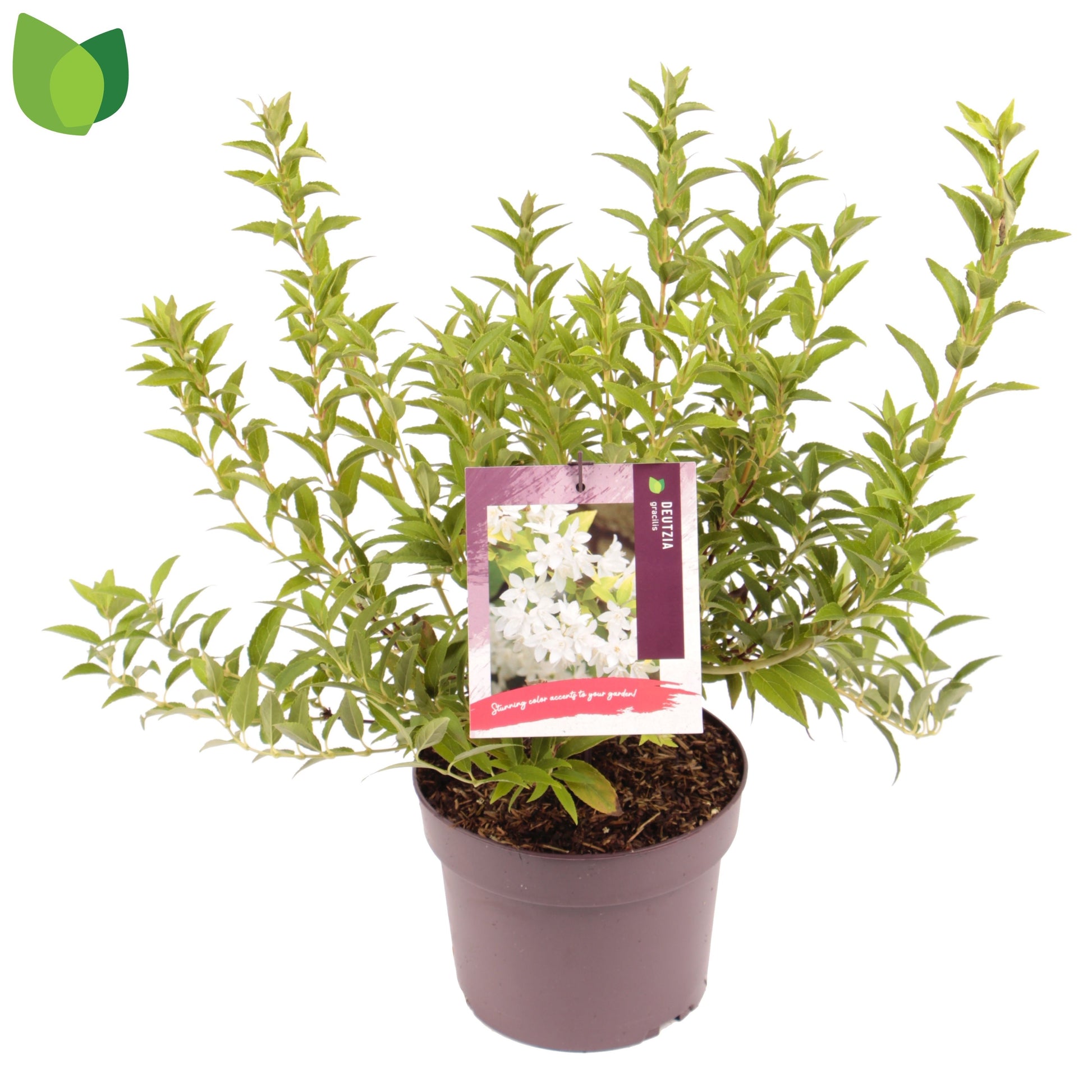 Deutzia gracilis 55cm 19cm Pot