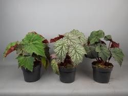 Begonia Cottage mix 35cm 17cm Pot