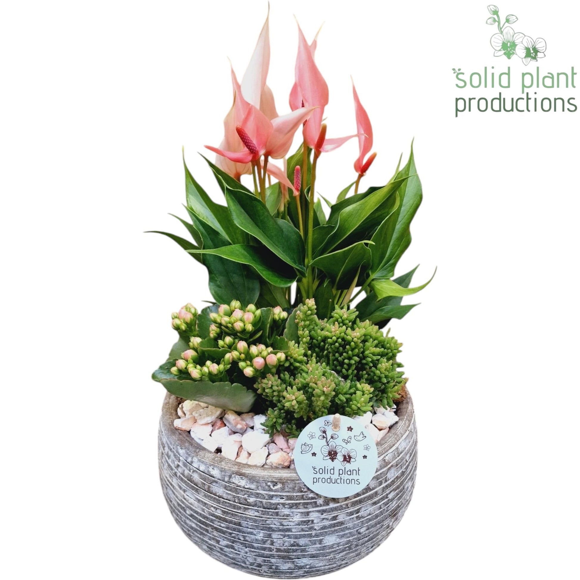 arr. Anthurium AE051PINK 40cm 21cm Pot