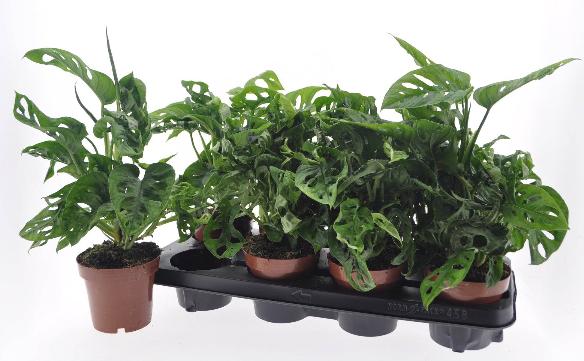 VDE plant BV Monstera adansonii Pack of 8