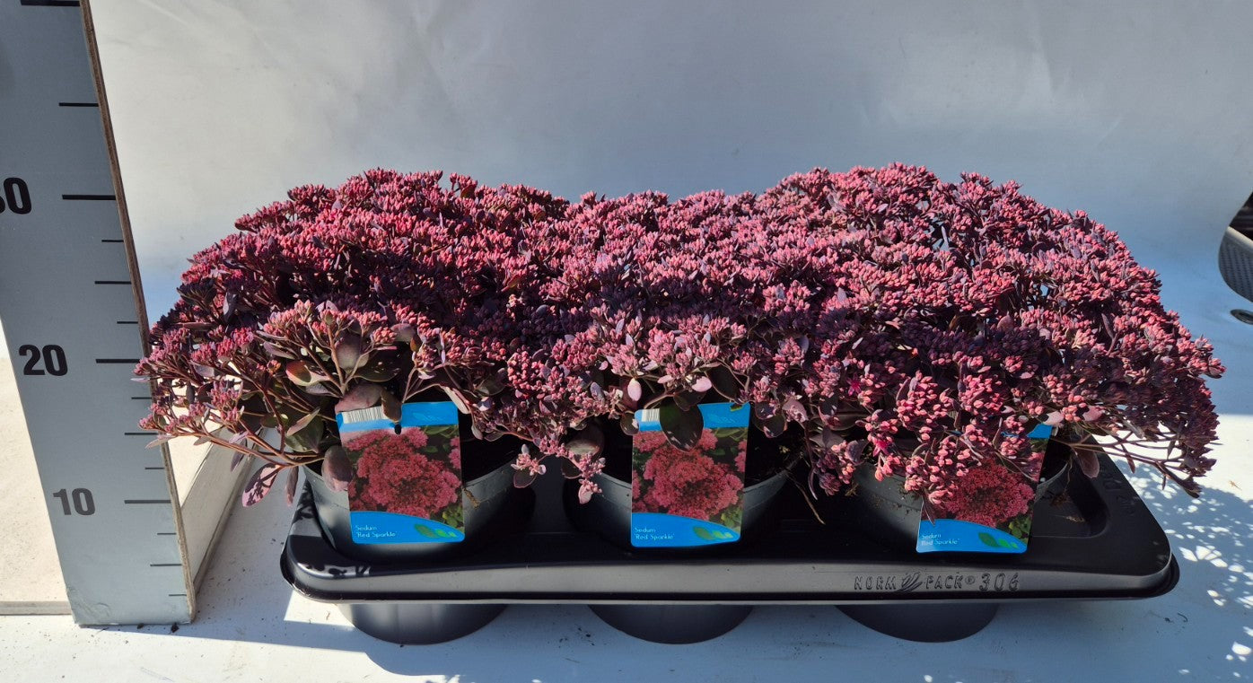 Sedum hybridum 30cm 17cm Pot