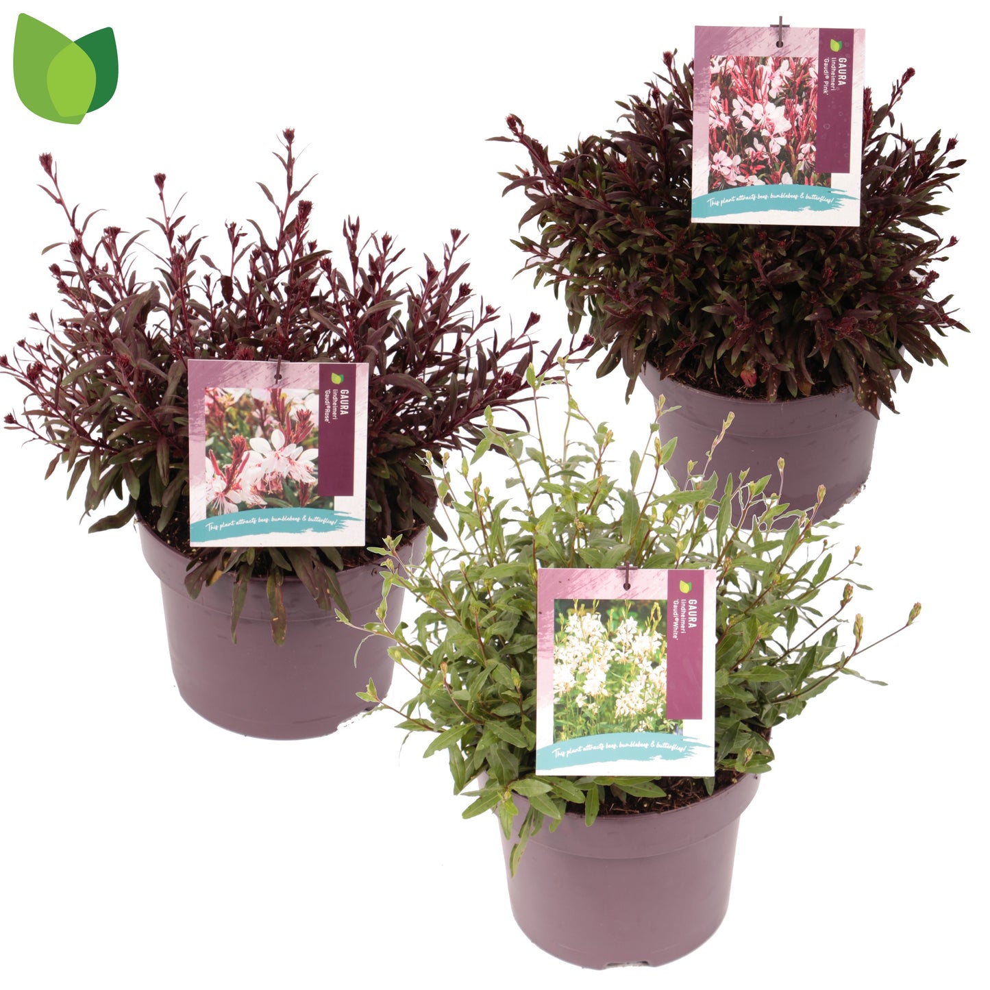 Gaura lind. mix 22cm 23cm Pot