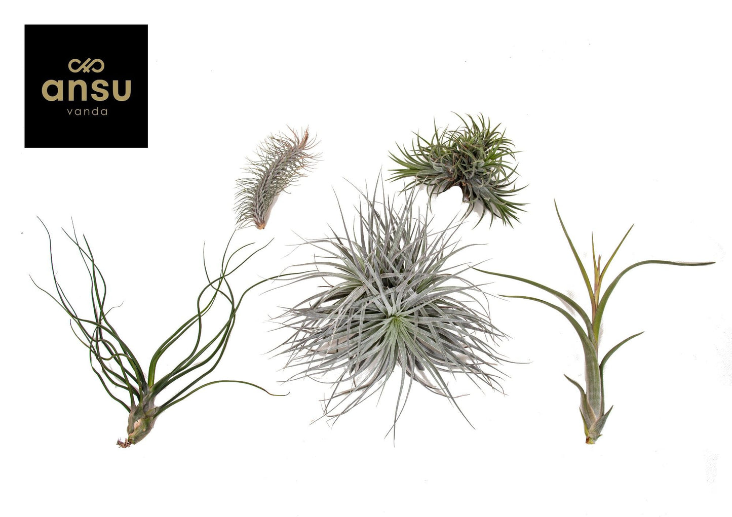 Tillandsia ionantha 5cm 2cm Pot