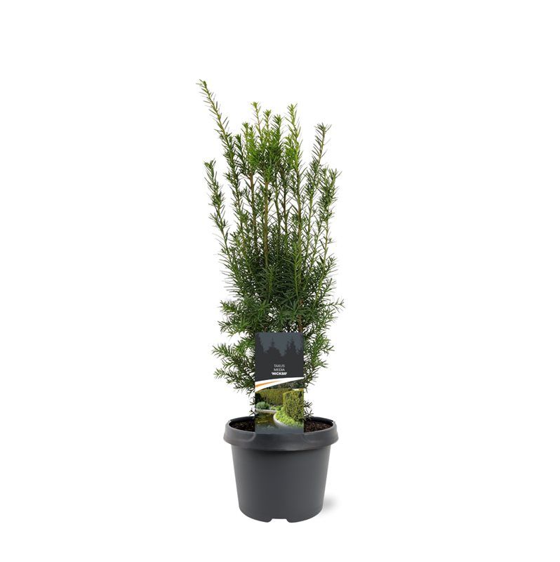 Taxus med. Hicksii 60cm 19cm Pot