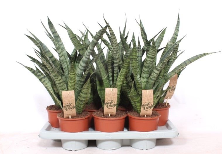 Sanseveria Diamond Green 50cm 14cm Pot