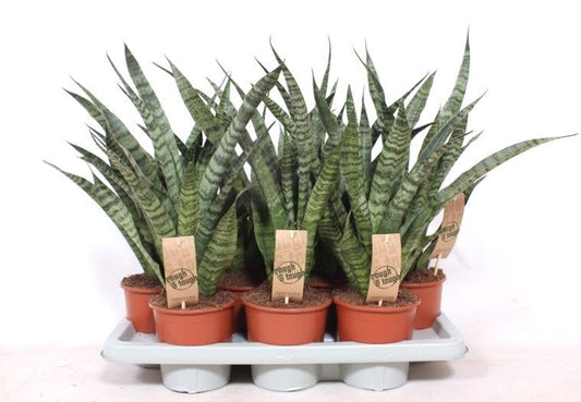 Sanseveria Diamond Green 50cm 14cm Pot