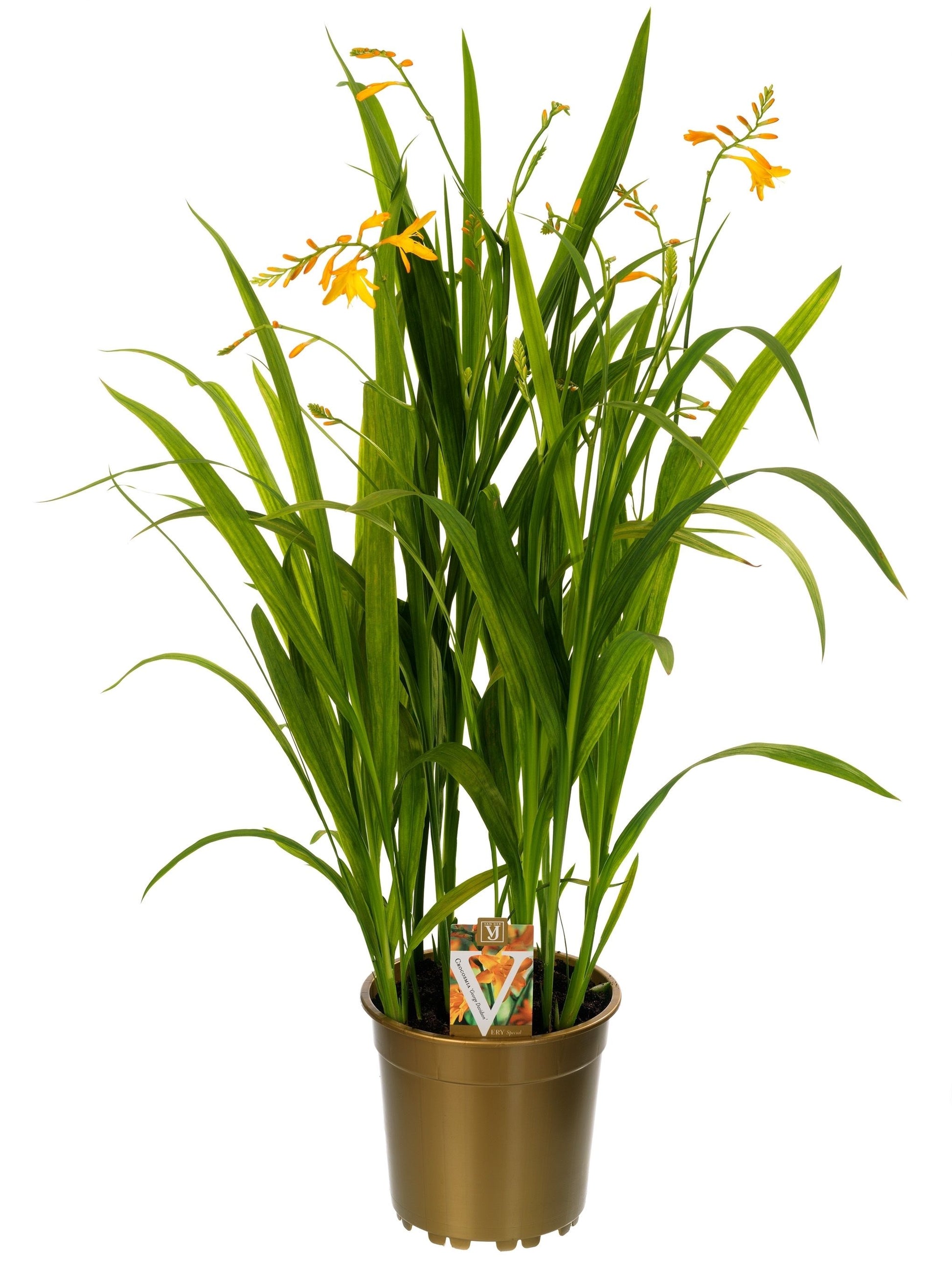 Crocosmia George Davidson 80cm 19cm Pot