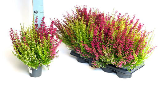 Erica gracilis 30cm 13cm Pot