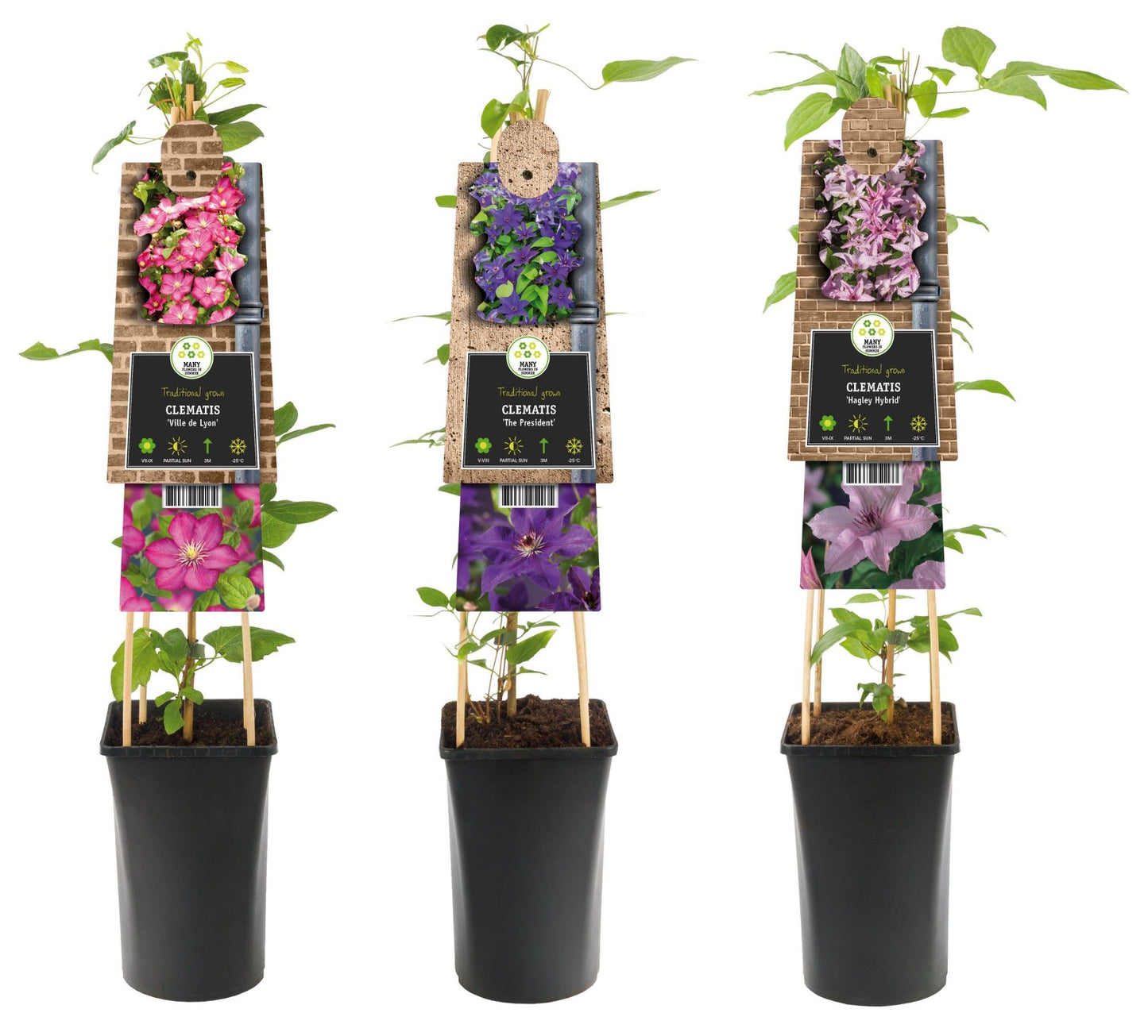Clematis mix 75cm 17cm Pot