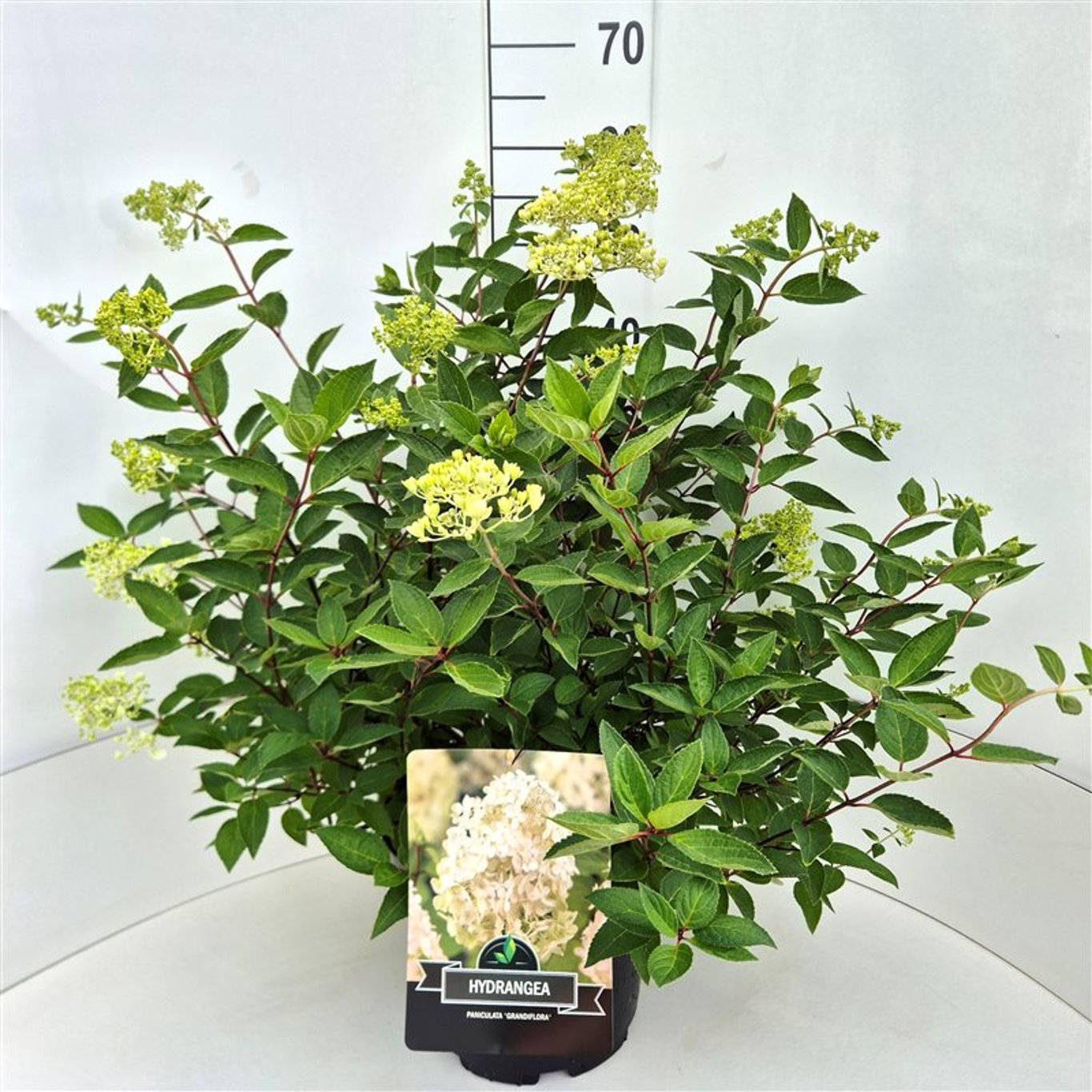 Hydrangea pan. Grandiflora 65cm 28cm Pot