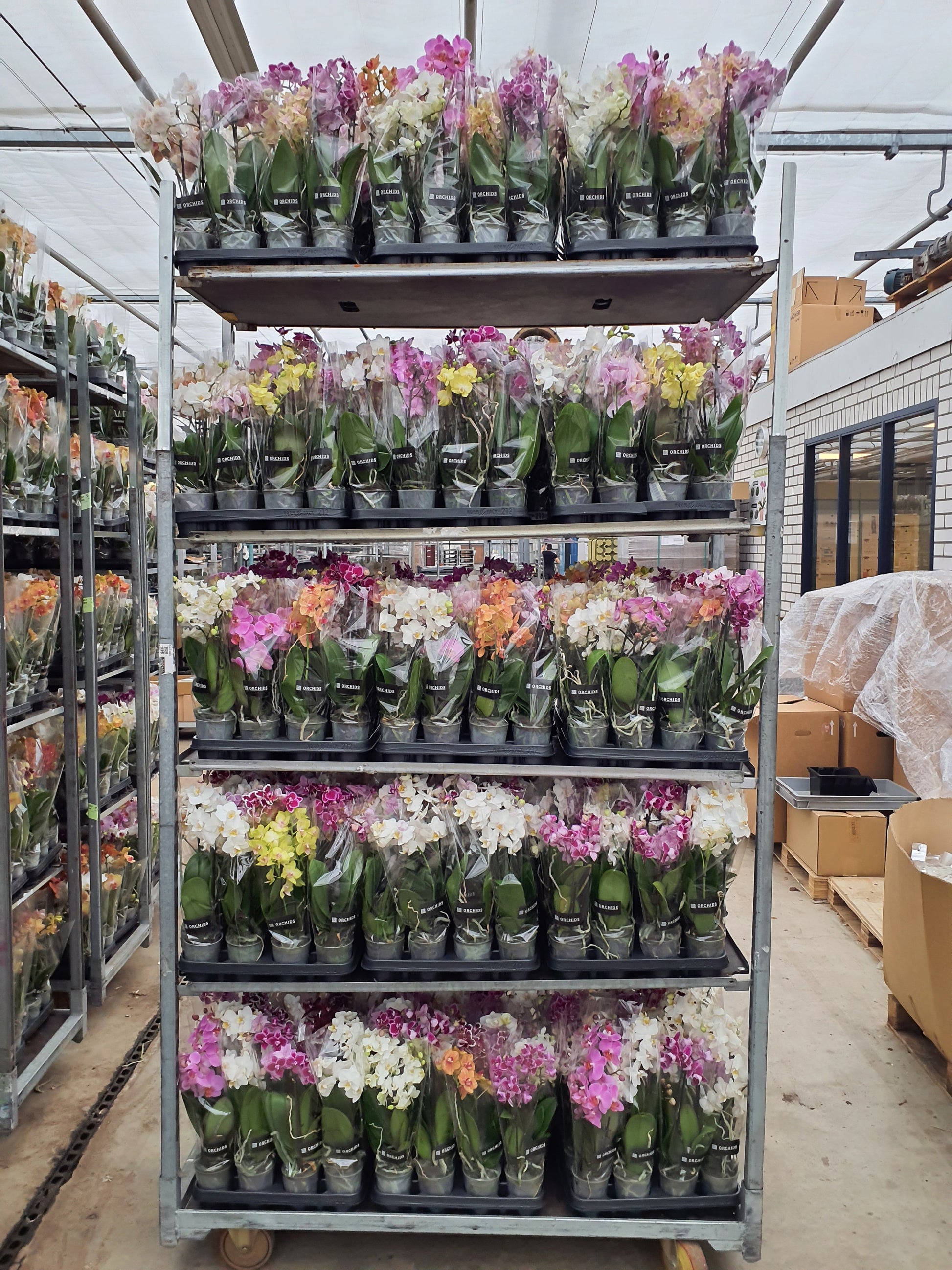 Phalaenopsis mix A2 40cm 9cm Pot