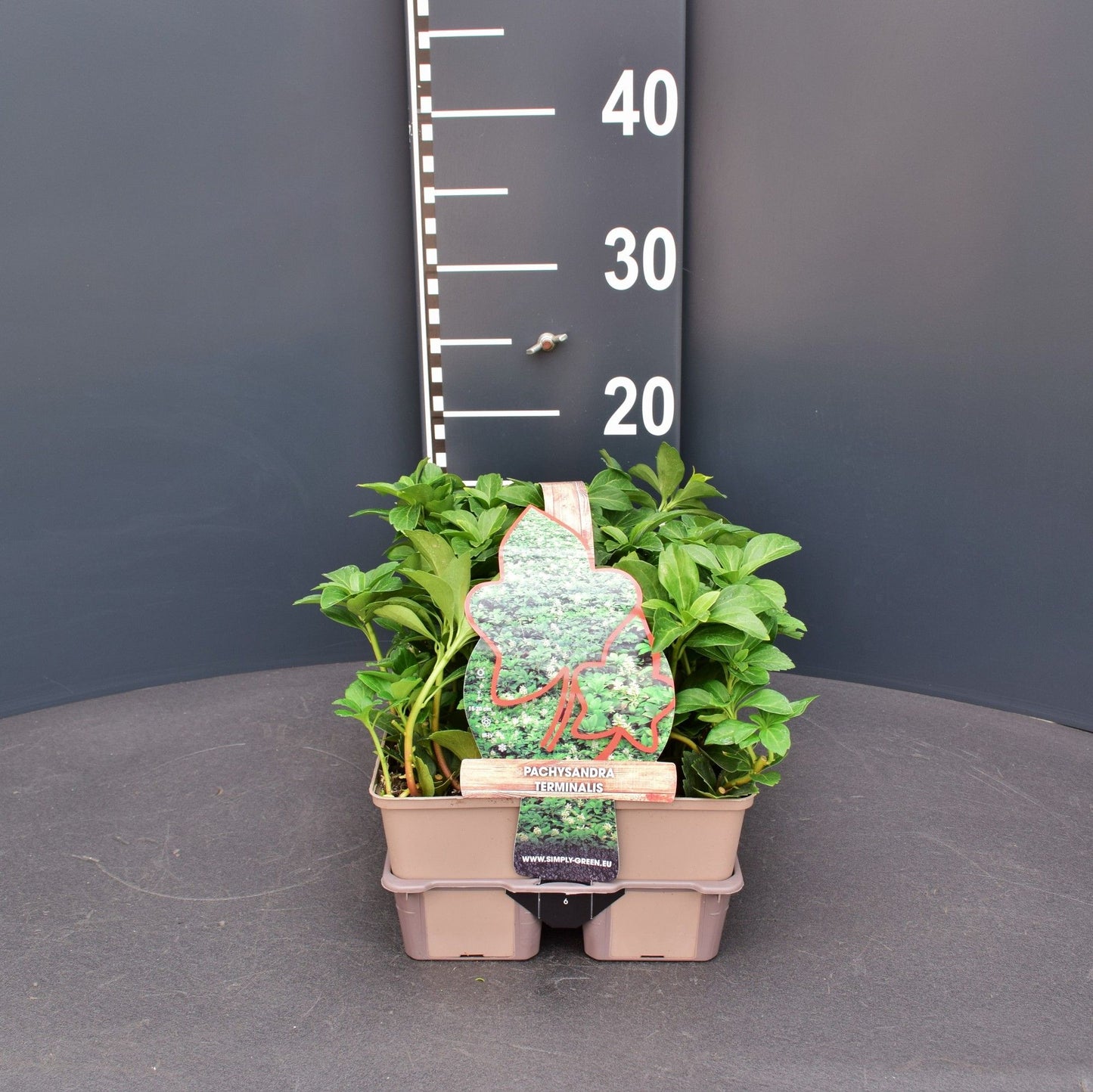 Pachysandra terminalis 6-pack 5cm 9cm Pot