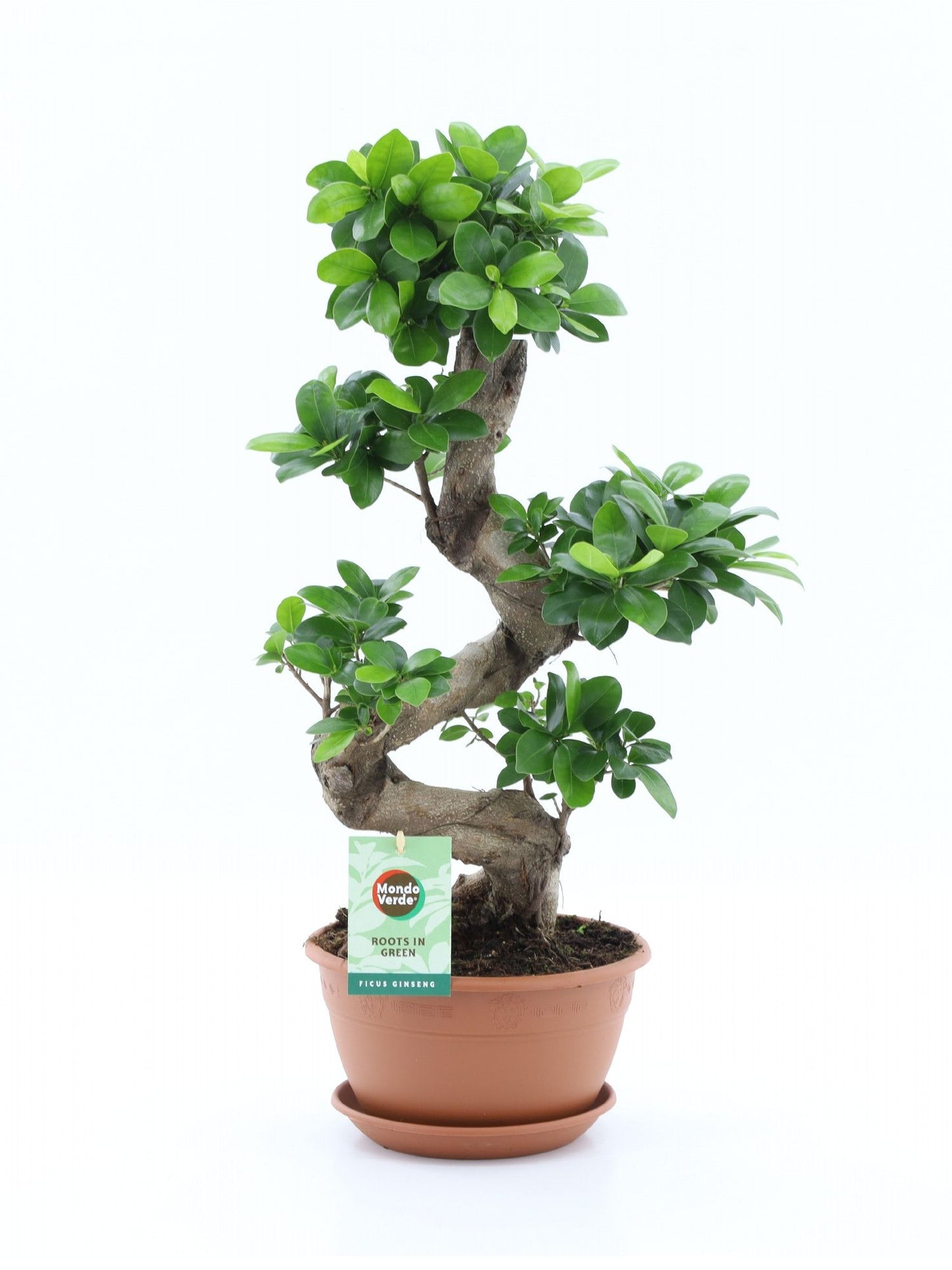 Ficus Ginseng S-shape 60cm 22cm Pot