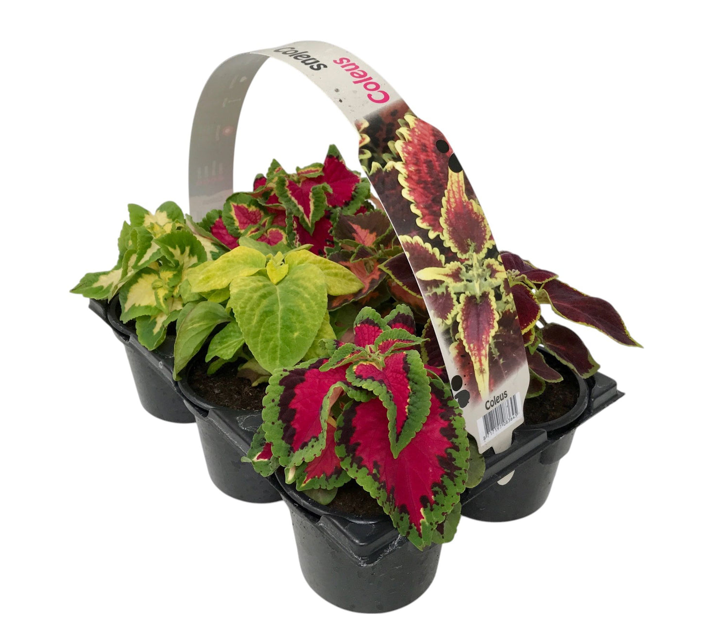 Coleus scutellarioides 15cm 9cm Pot