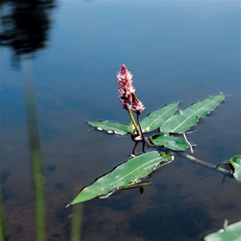 Polygonum amphibium (18x18) 30cm 18cm Pot