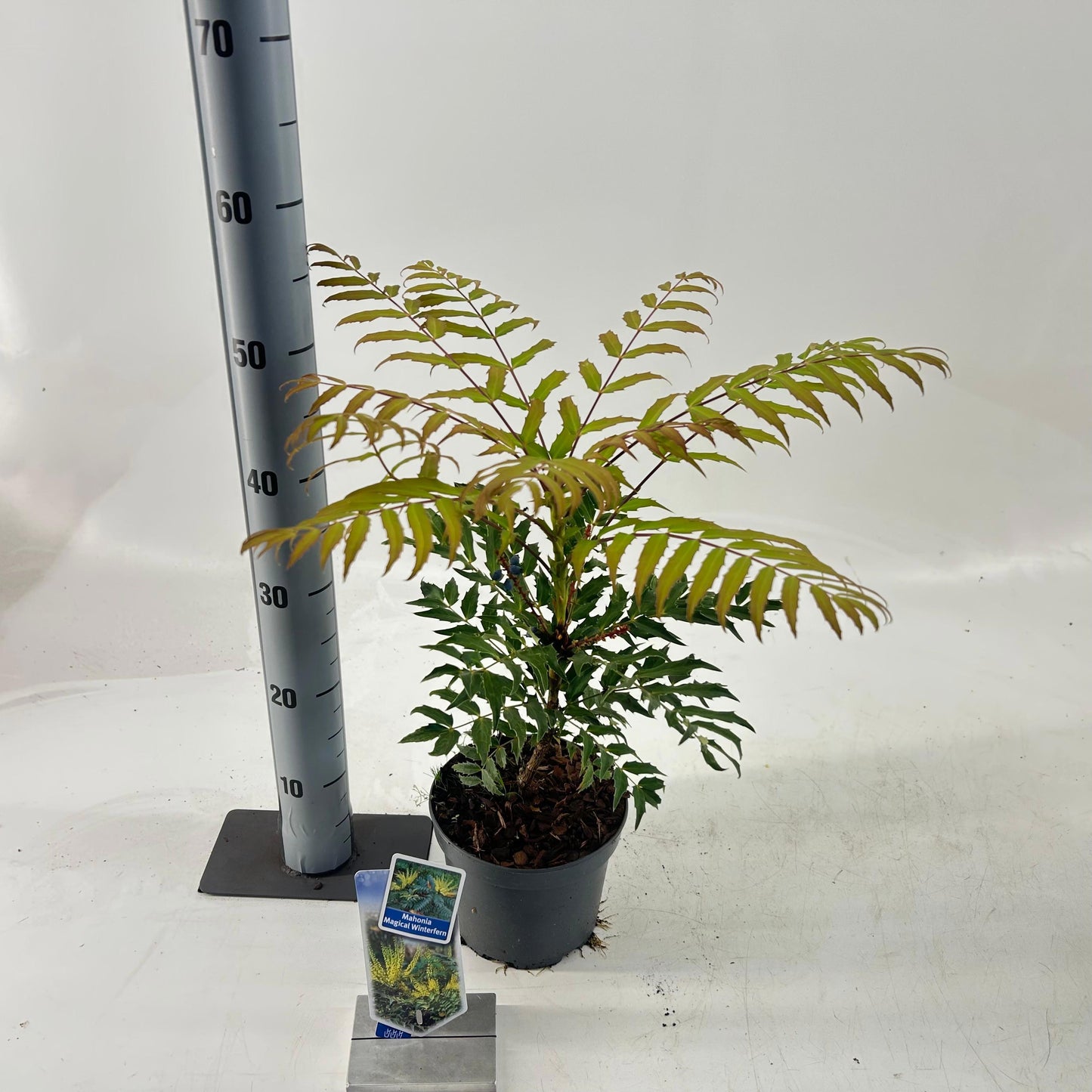 Mahonia 55cm 17cm Pot