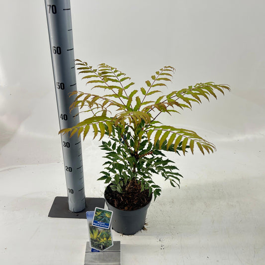 Mahonia 55cm 17cm Pot
