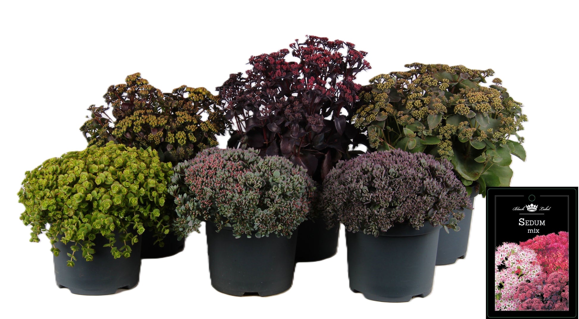 Sedum mix 40cm 19cm Pot