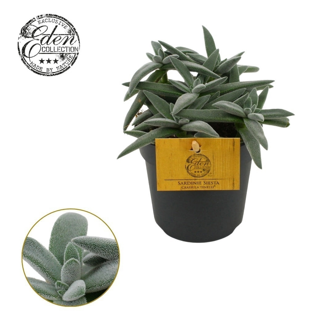 Crassula Tenellii 15cm 510cm Pot