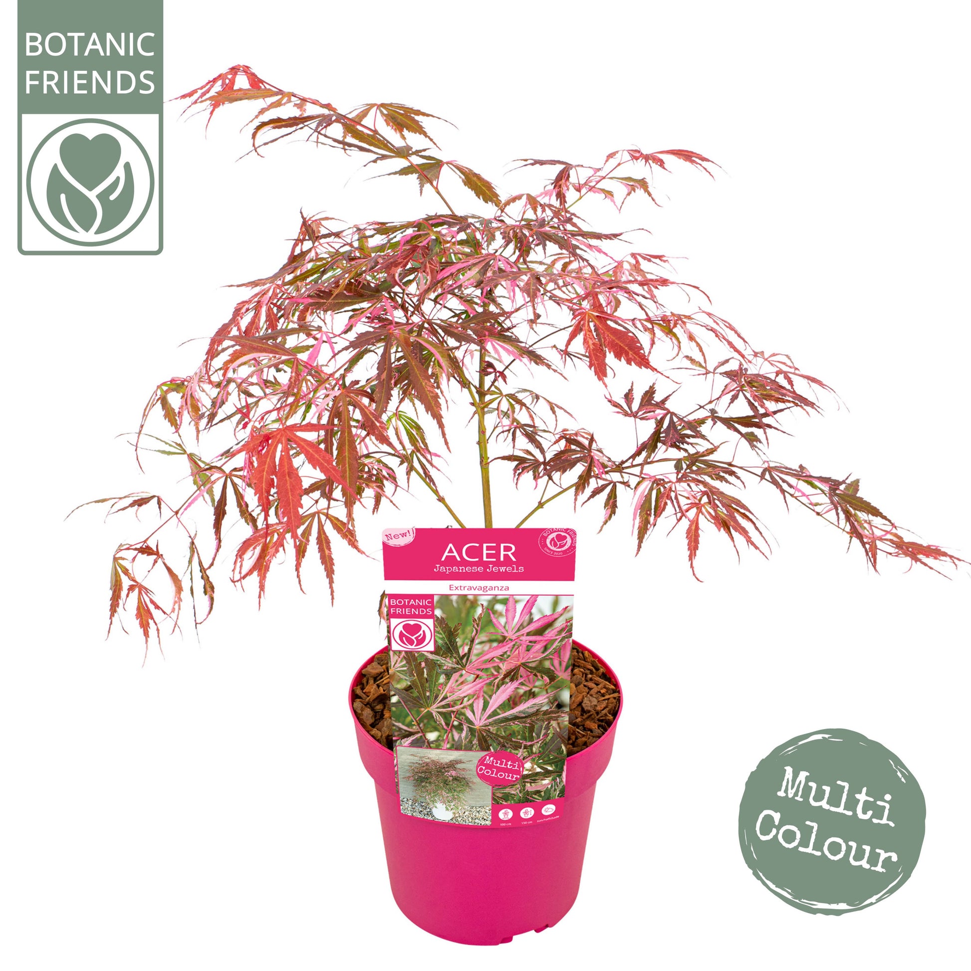 Acer Extravaganza 55cm 19cm Pot