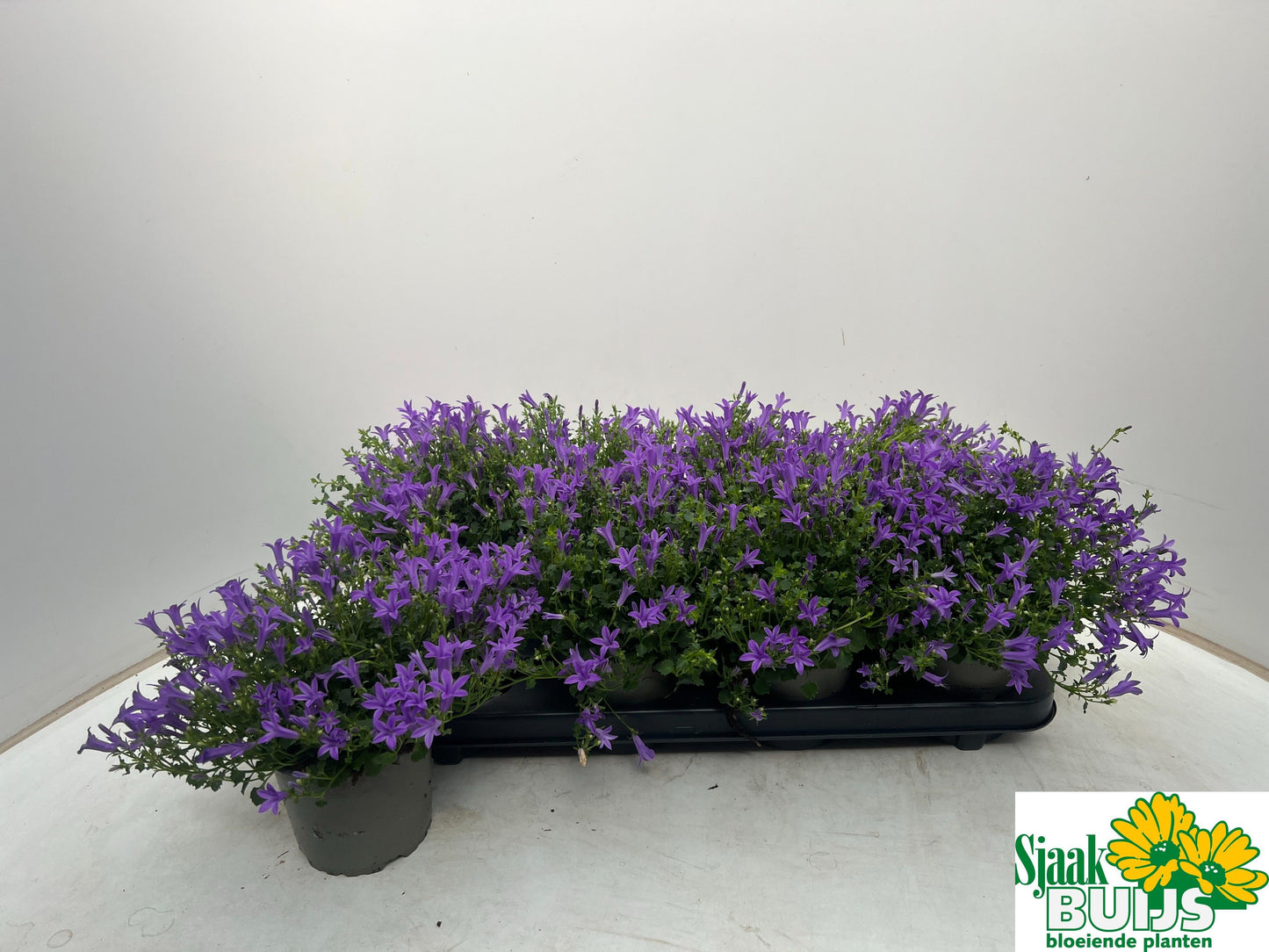 Campanula por. KoSea Karen 20cm 12cm Pot
