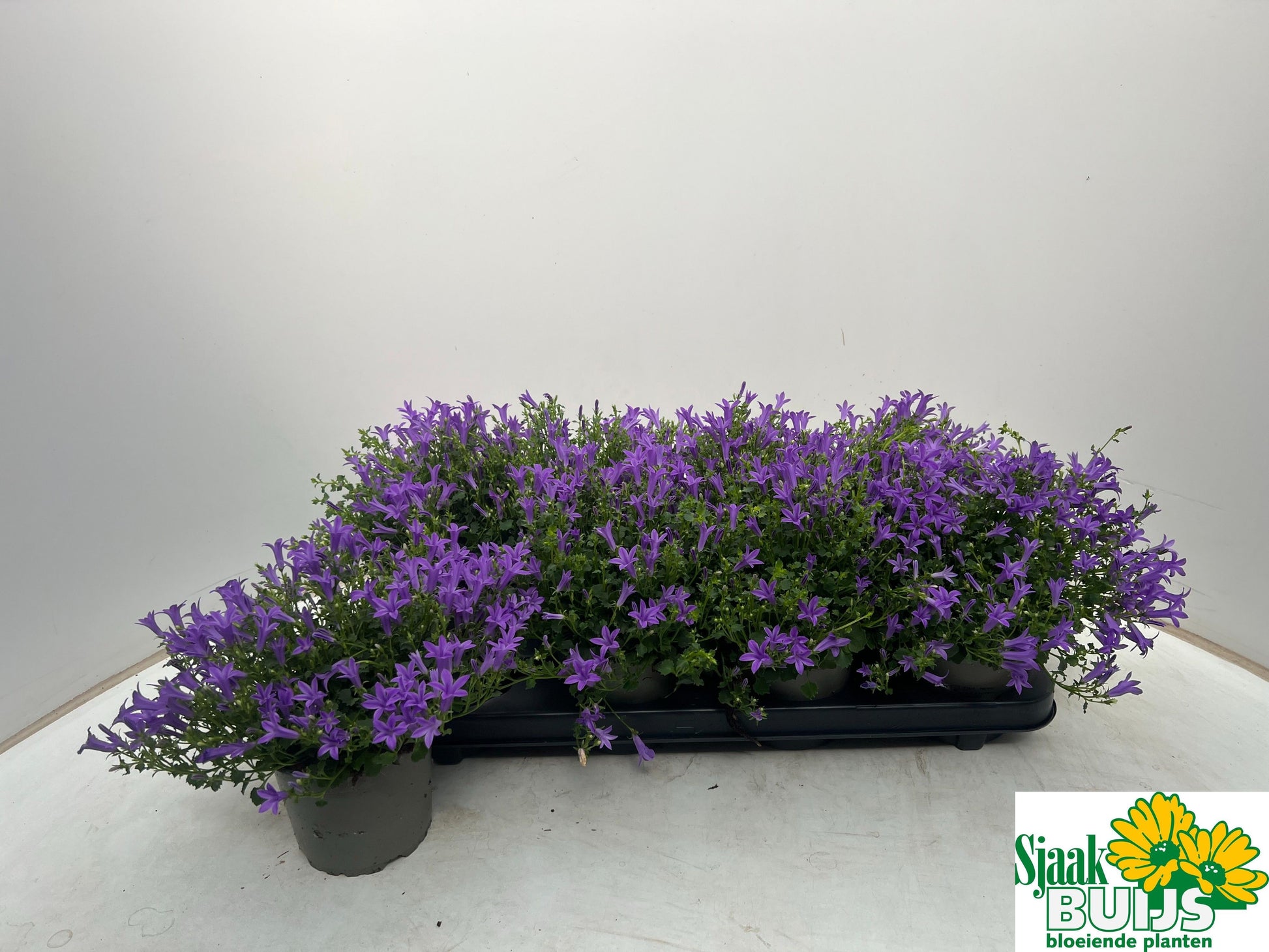 Campanula por. KoSea Karen 20cm 12cm Pot