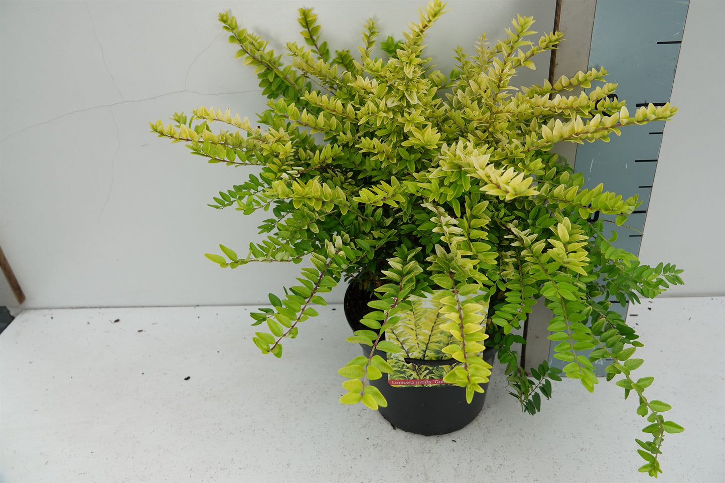 Lonicera Golden Glow 25cm 17cm Pot