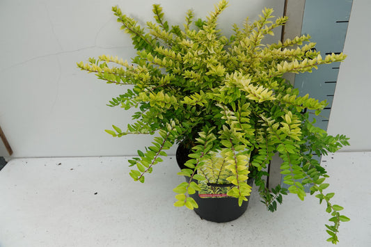 Lonicera Golden Glow 25cm 17cm Pot