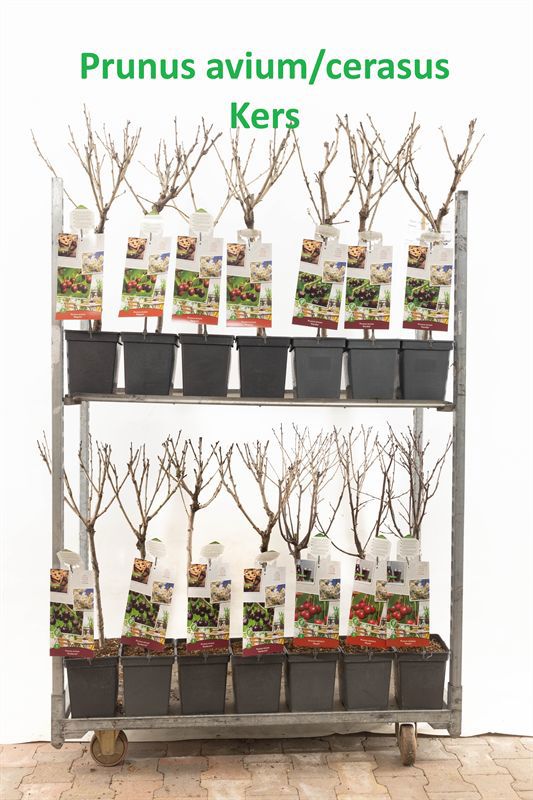 Prunus avium 90cm 18cm Pot