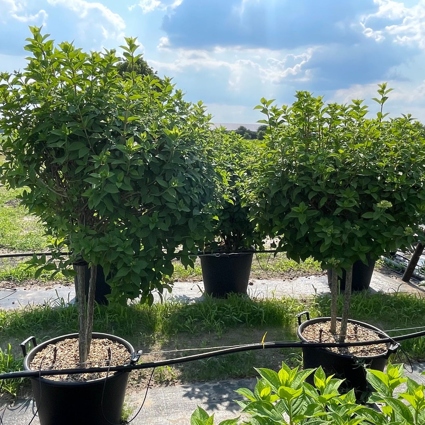 Hydrangea paniculata 180cm 55cm Pot