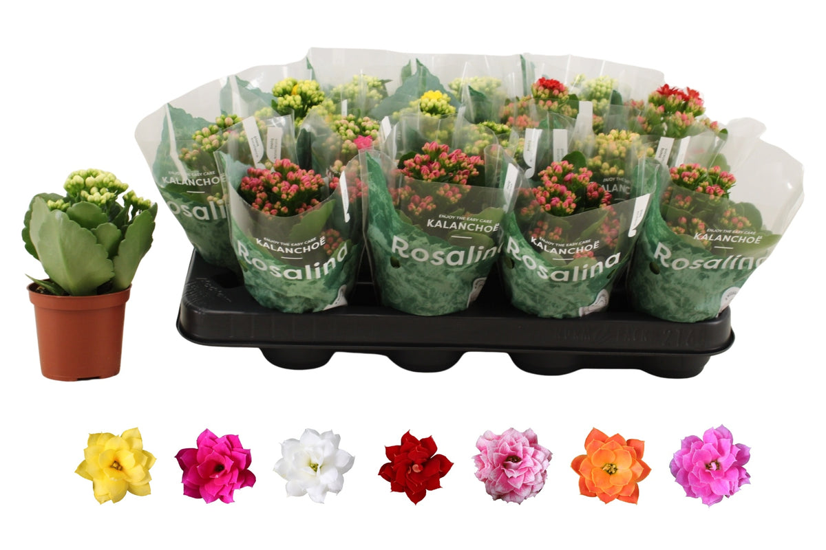 Kalanchoe Rosalina mix 15cm 7cm Pot