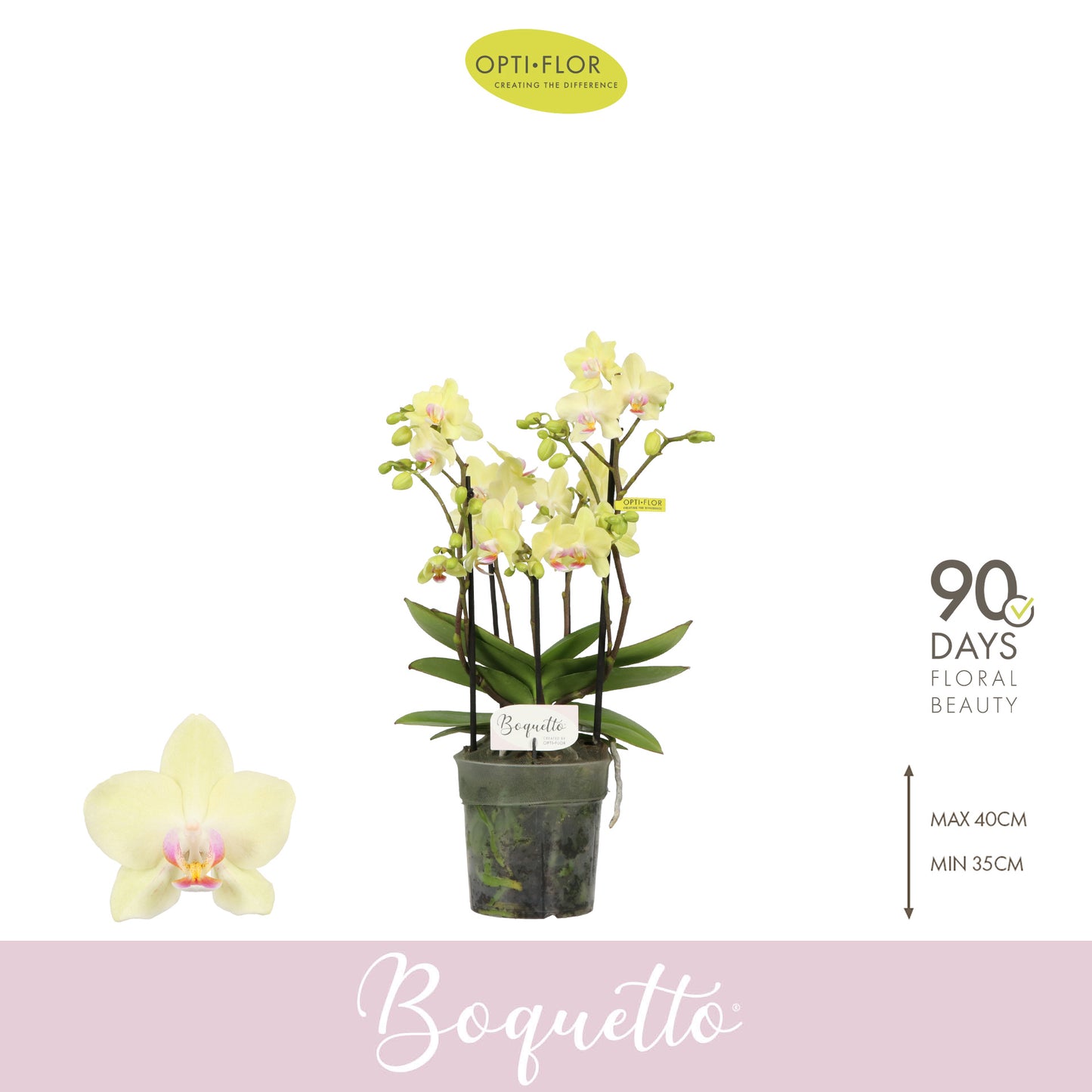 Phalaenopsis mf Boquetto Sensation 35cm 12cm Pot