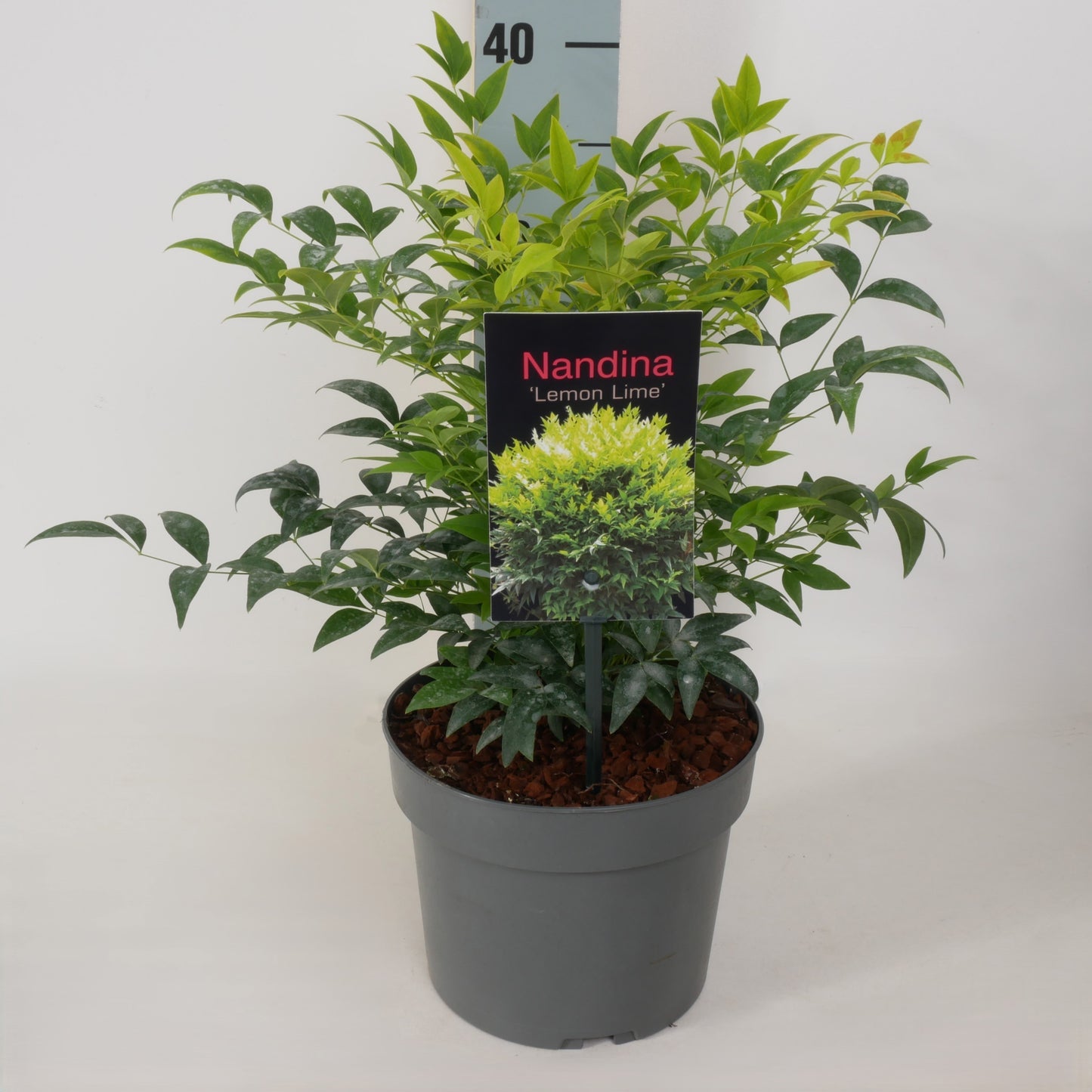 Nandina domestica Lemon Lime 25cm 17cm Pot