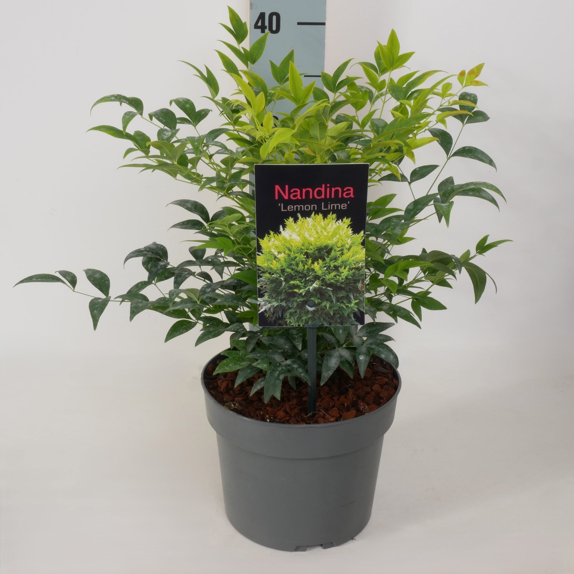 Nandina domestica Lemon Lime 25cm 17cm Pot