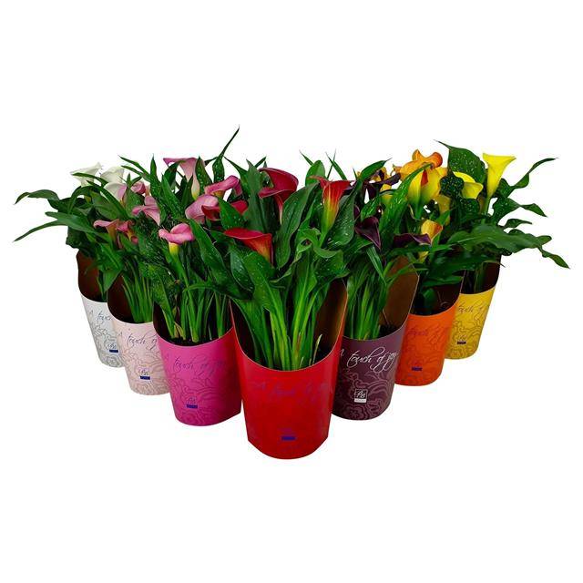 Zantedeschia mix potcover Touch of Joy 40cm 14cm Pot