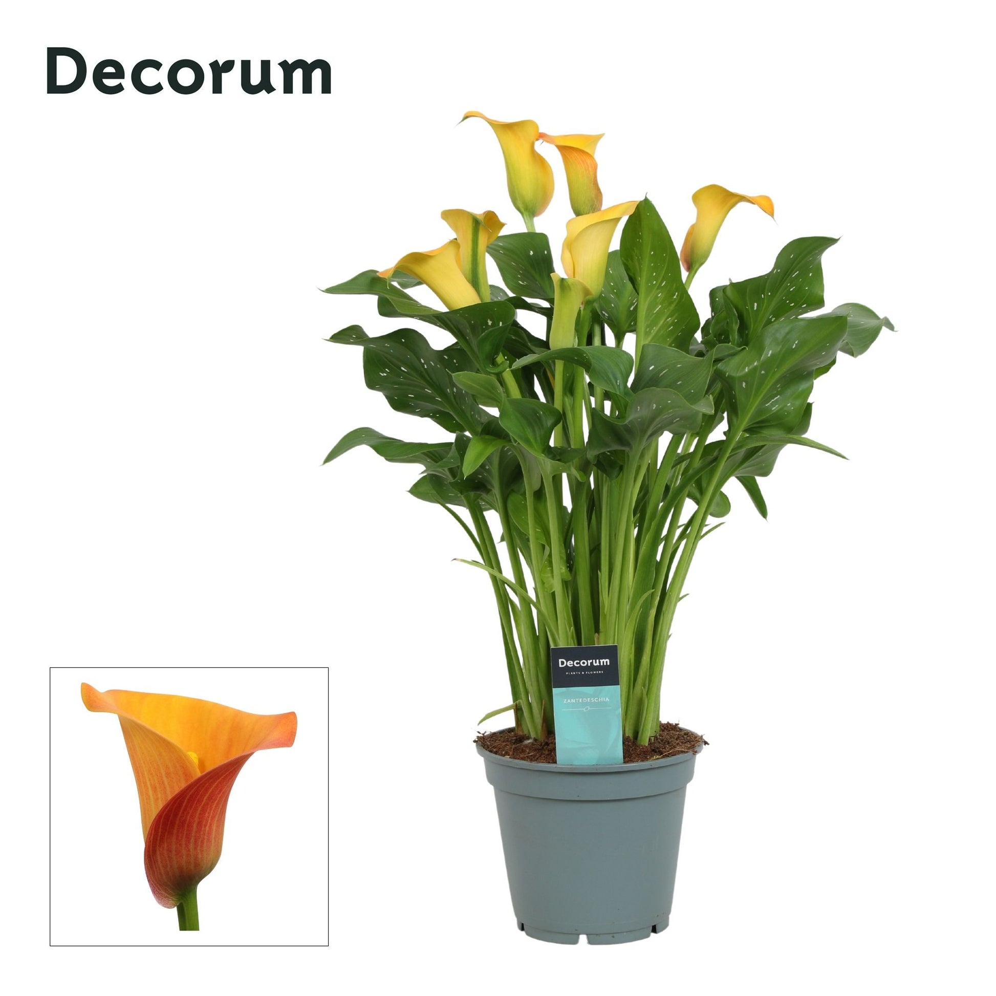 Zantedeschia Morning Sun 50cm 17cm Pot