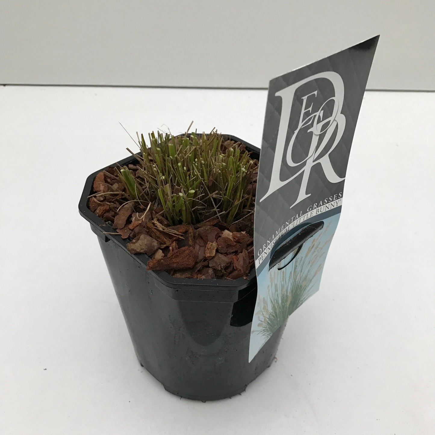 Pennisetum alo. Little Bunny 30cm 17cm Pot