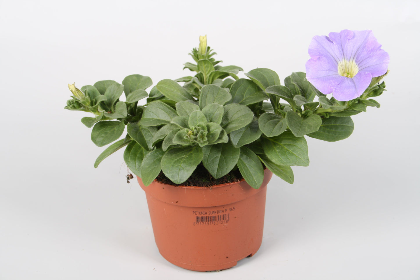 Petunia Sky Blue Surfinia 22cm 510cm Pot