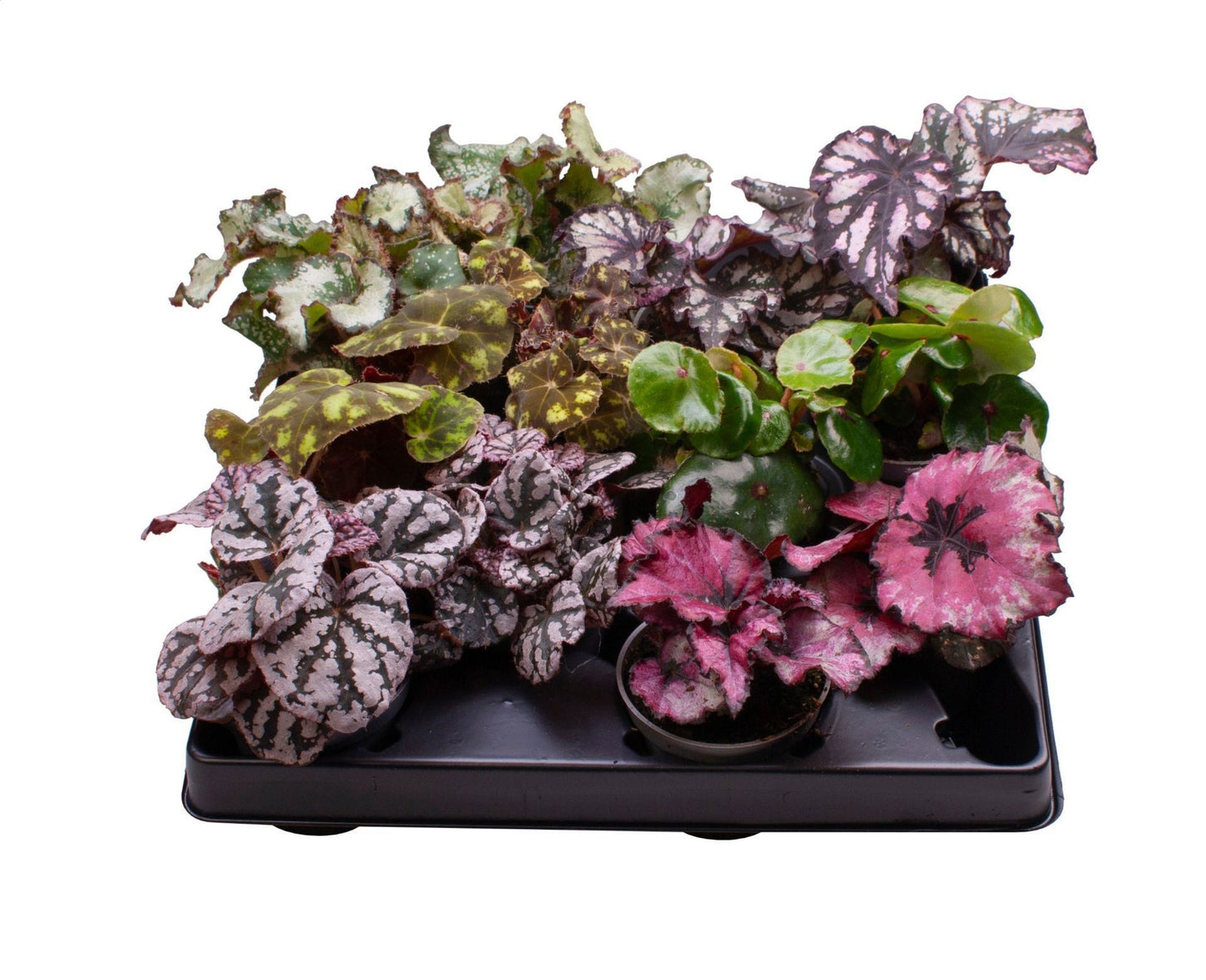 Begonia rex mix 12cm 6cm Pot