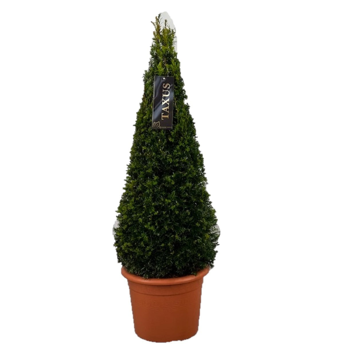 Taxus baccata pyramid 95cm 26cm Pot
