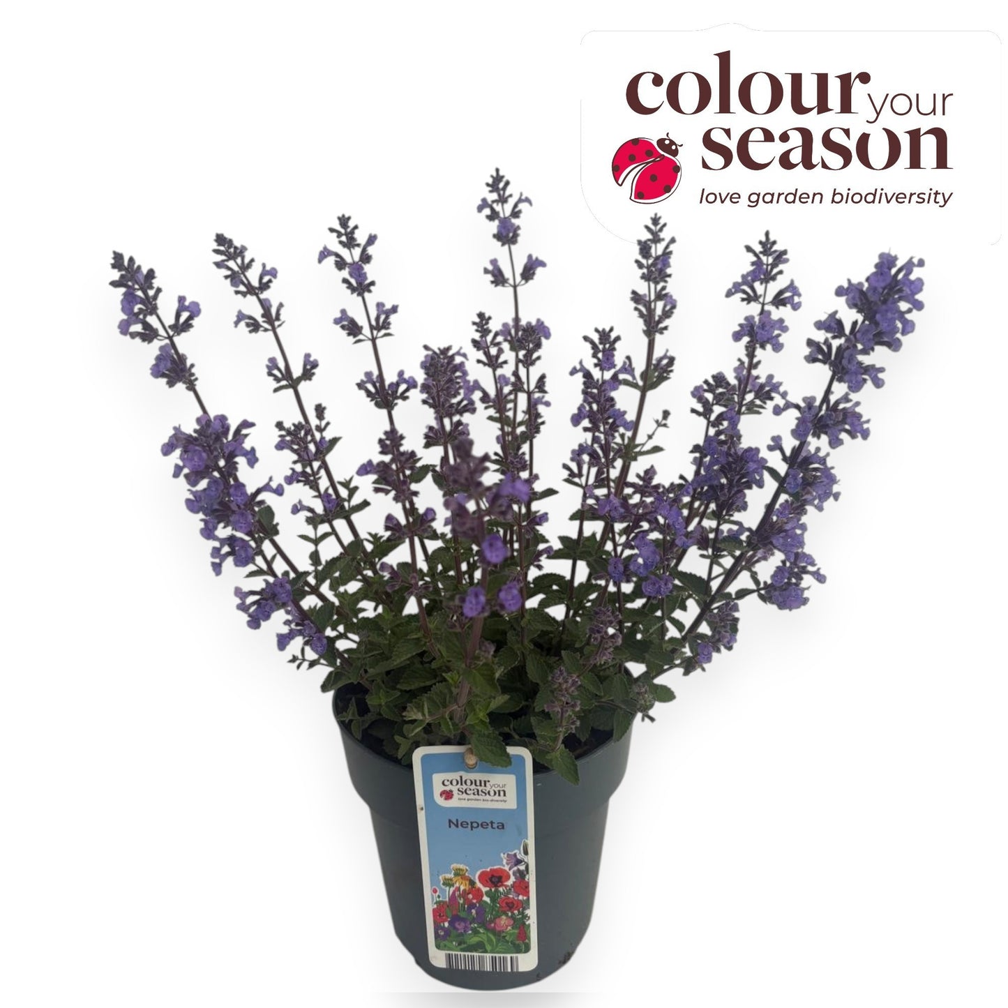 Nepeta faassenii  Purrsian Blue 30cm 15cm Pot