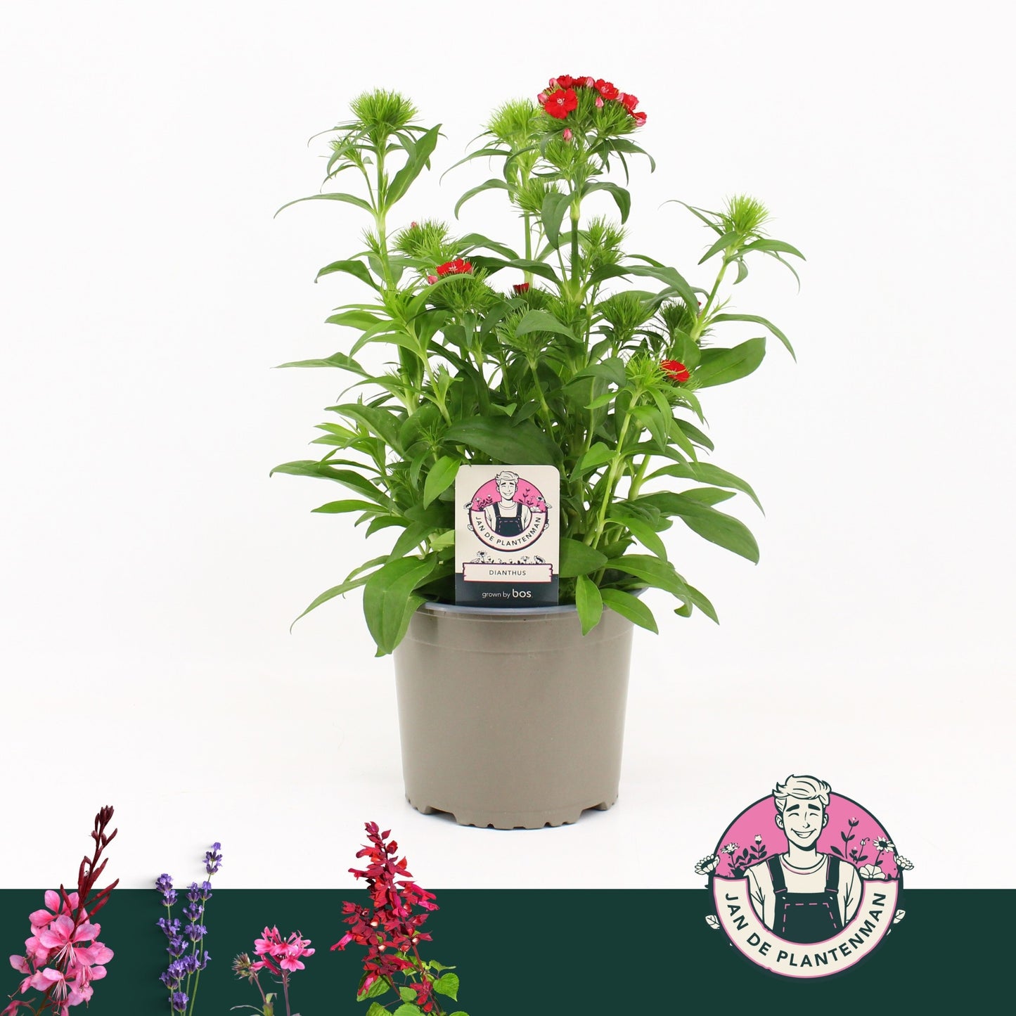Dianthus bar. Dart Raspberry 30cm 17cm Pot