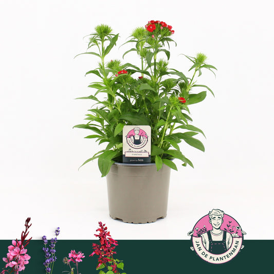 Dianthus bar. Dart Raspberry 30cm 17cm Pot