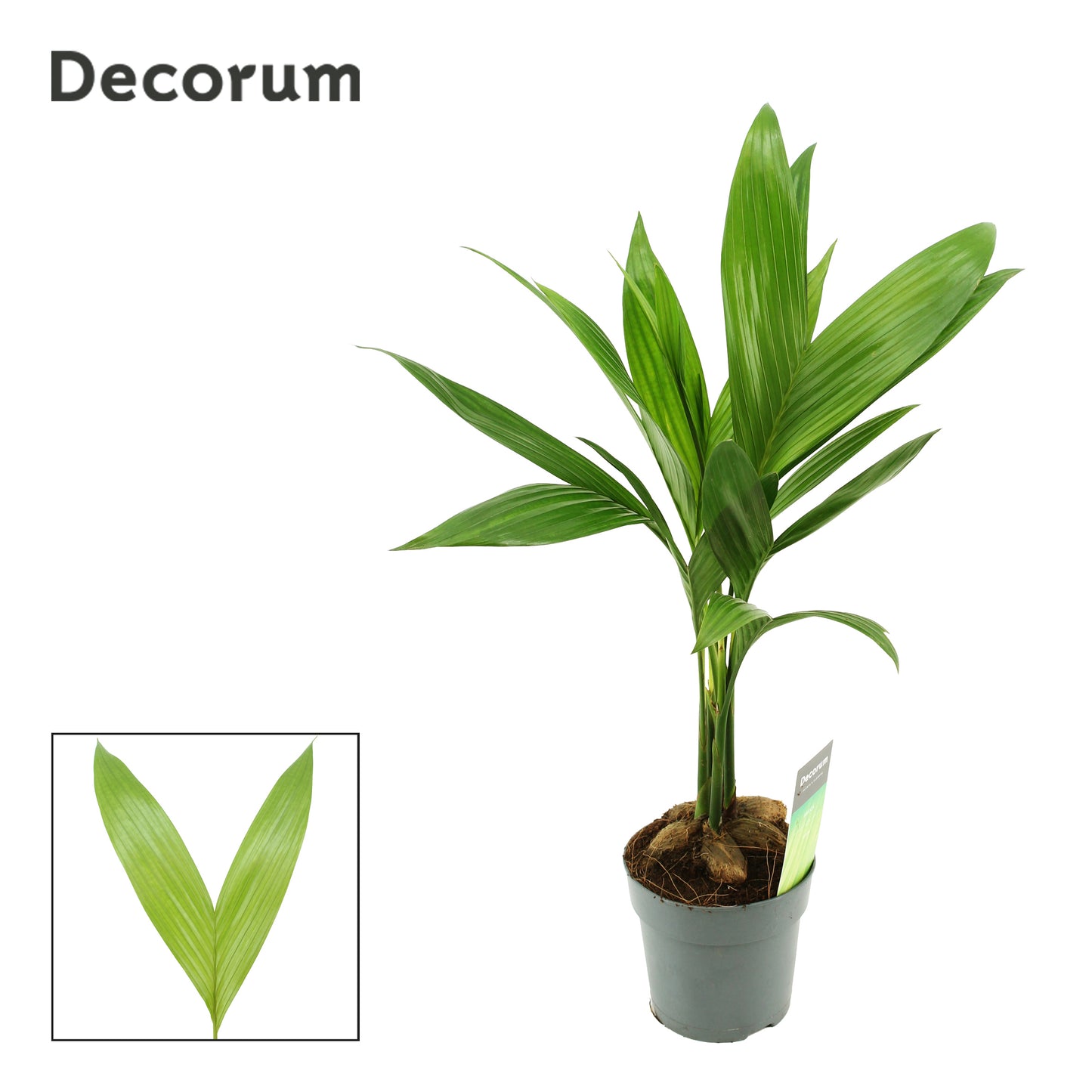 Areca catechu 50cm 12cm Pot