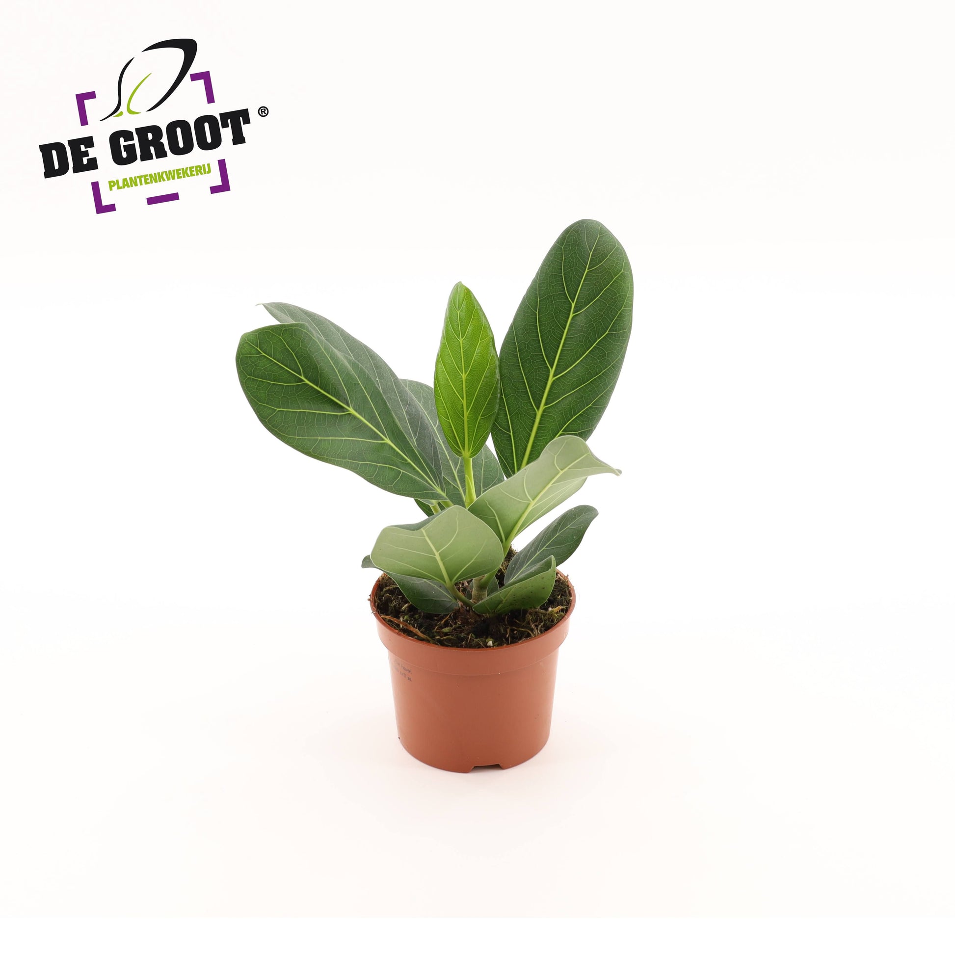 Ficus bengh. Audrey 25cm 12cm Pot