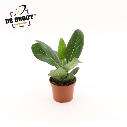 Ficus bengh. Audrey 25cm 12cm Pot